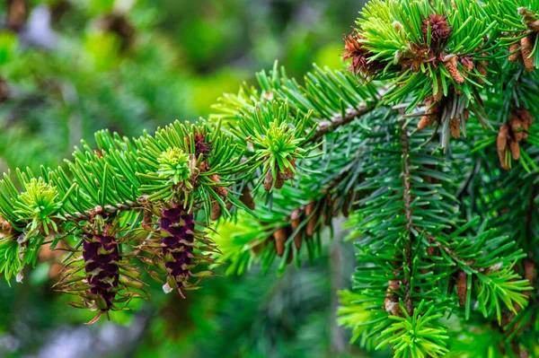 Selective Focus Shot Fir Branches Cones — Stock Photo, Image