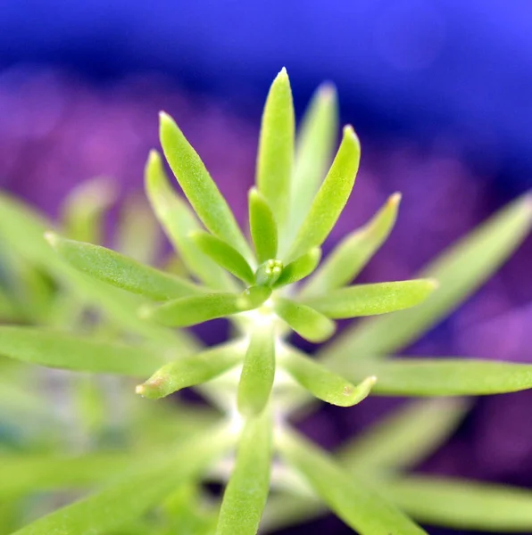 Primo Piano Selettivo Una Pianta Verde — Foto Stock