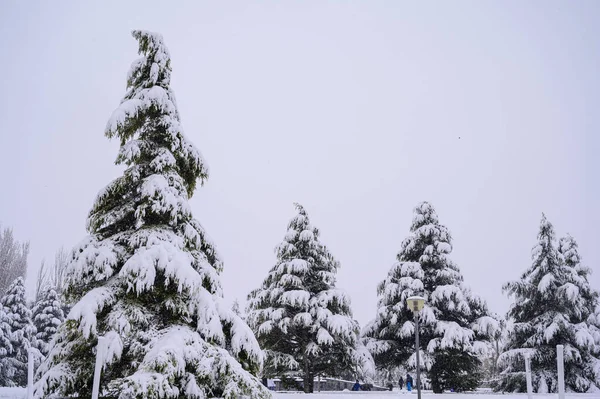 Eine Verschneite Winterlandschaft Aus Schneebedeckten Kiefern Park — Stockfoto