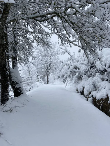 Disparo Vertical Bosque Cubierto Nieve Profunda Durante Día — Foto de Stock