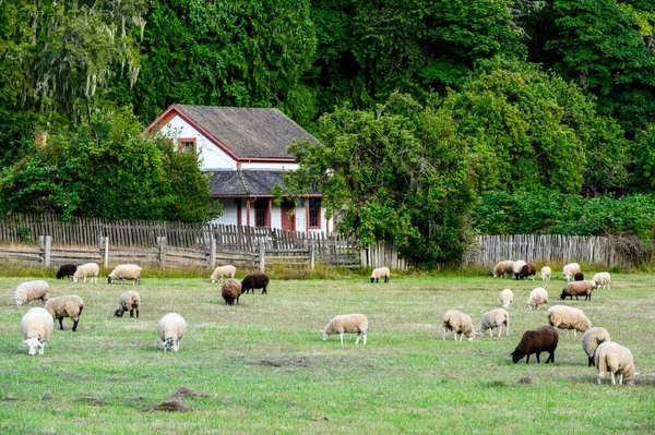 Salt Spring Island Canada Jan 2021 Sheep Ovis Aries Salt — 스톡 사진