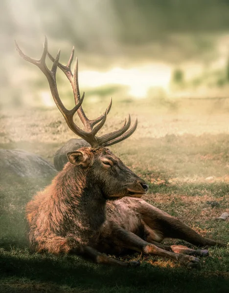 Vertical Shot Elk Lying Field Bright Sunlight Blurry Background — Stock Photo, Image
