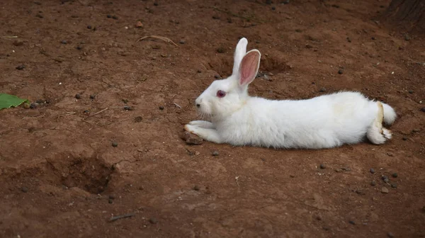 国産ウサギのクローズアップショット — ストック写真