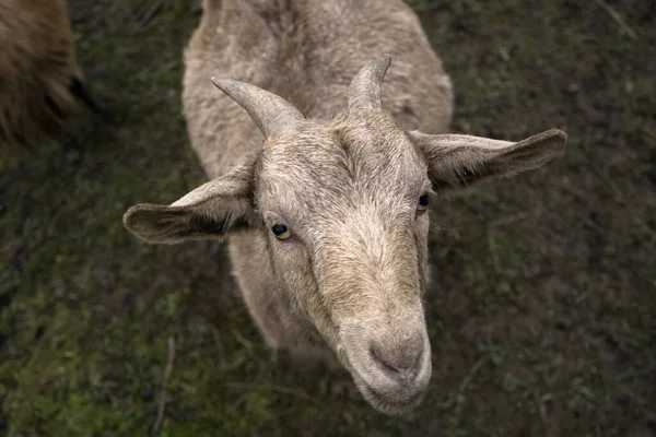 Ein Porträt Einer Schönen Weißen Ziege Bei Tag Auf Dem — Stockfoto