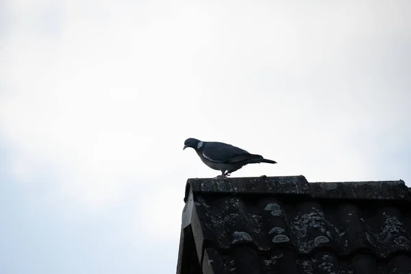 Pombo Empoleirado Telhado Sob Céu Nublado — Fotografia de Stock