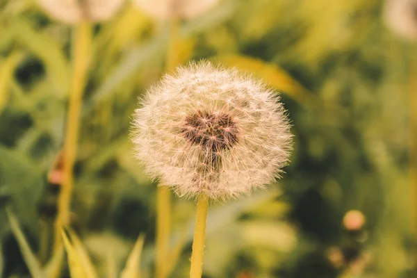 Closeup Shot Fluffy Dandelion — Stock Photo, Image
