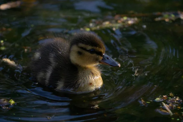 Lindo Gosling Nadando Lago — Foto de Stock