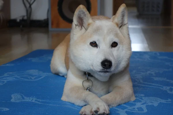 Enfoque Selectivo Akita Inu Una Alfombra Azul —  Fotos de Stock