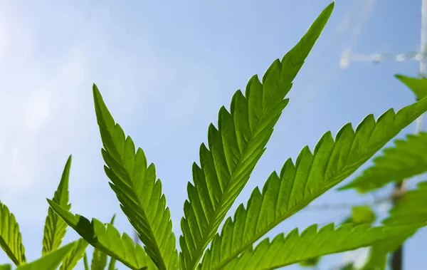 Närbild Cannabis Blad Bakgrunden Himlen — Stockfoto