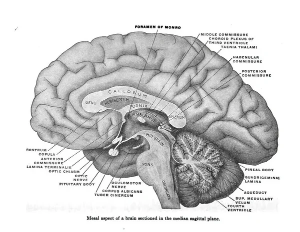 Structure Cerveau Humain Partir Atlas Anatomie Humaine Isolé Sur Fond — Photo