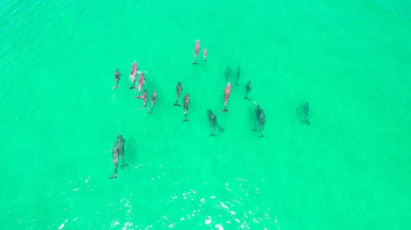 Una Toma Aérea Una Vaina Sobre Delfines Nadando Océano — Foto de Stock