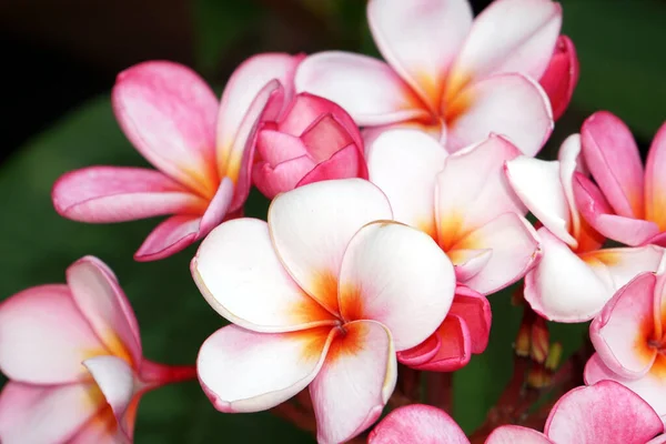 Primo Piano Bellissimi Fiori Rosa Frangipani Giardino — Foto Stock