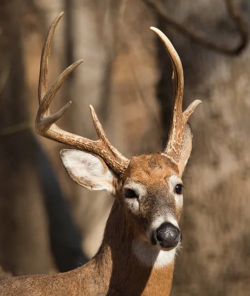 Närbild Ofruktbar Jord Caribou — Stockfoto