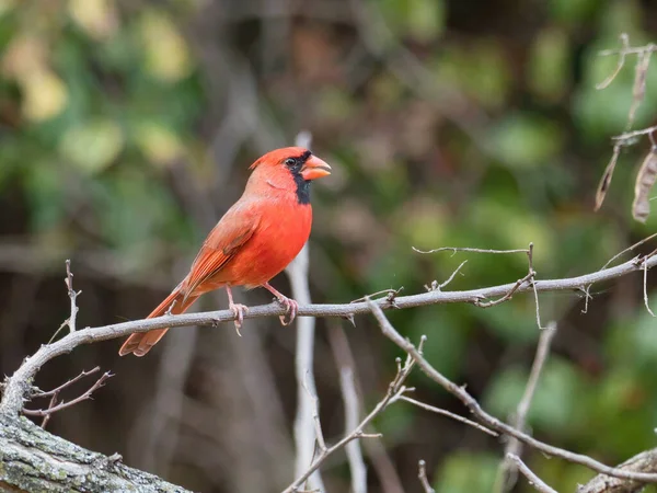 Lovitură Închidere Unui Cardinal Din Nord — Fotografie, imagine de stoc