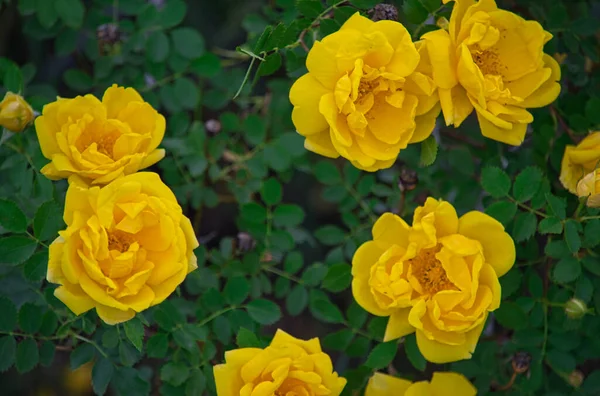 Zbliżenie Ujęcie Pięknych Żółtych Kwiatów Róży Ogrodzie — Zdjęcie stockowe