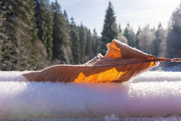 Tiro Foco Seletivo Uma Folha Outono Uma Superfície Congelada — Fotografia de Stock