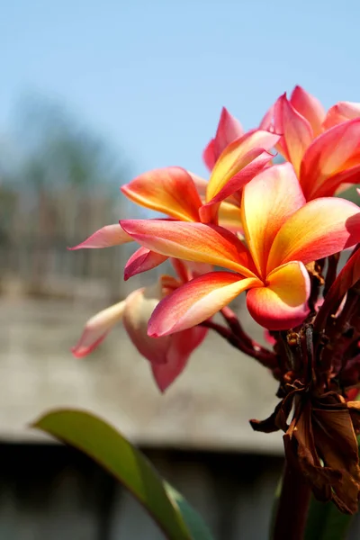Вертикальный Крупный План Красивых Цветов Лилии — стоковое фото