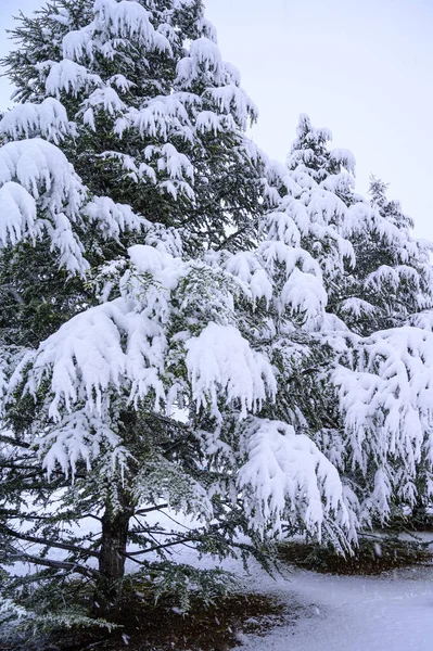 Parkta Karla Kaplı Çam Ağaçlarının Dikey Görüntüsü — Stok fotoğraf