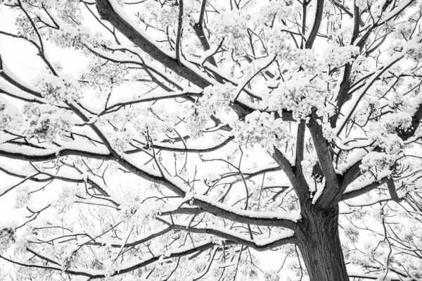 Šedivý Záběr Třešňového Květu Pokrytého Sněhem Během Zimy — Stock fotografie