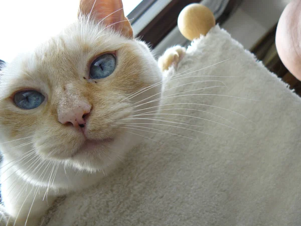 Μια Επιλεκτική Φωτογραφία Εστίασης Μιας Χαριτωμένης Λευκής Γάτας Μπλε Μάτια — Φωτογραφία Αρχείου