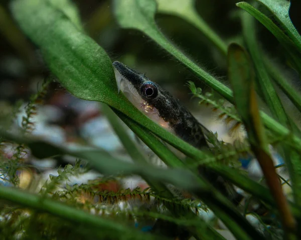 Eine Nahaufnahme Von Wildpflanzen — Stockfoto