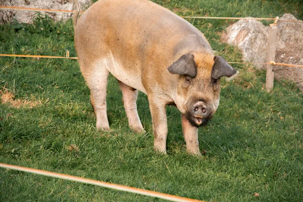 農場でデュロック豚のクローズアップショット — ストック写真