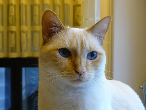 Μια Επιλεκτική Φωτογραφία Εστίασης Μιας Χαριτωμένης Λευκής Γάτας Μπλε Μάτια — Φωτογραφία Αρχείου