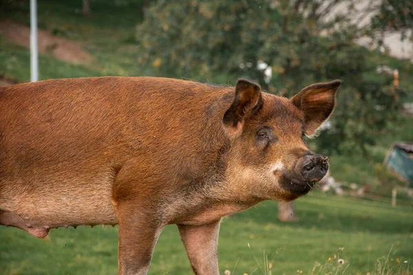 D上のデュロック豚のクローズアップショット — ストック写真
