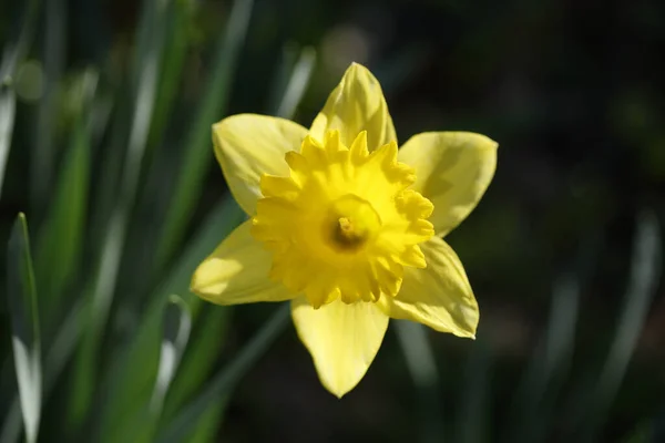 Eine Nahaufnahme Einer Schönen Gelben Narzissenblüte Narcissus Pseudonarcissus Deutschland — Stockfoto