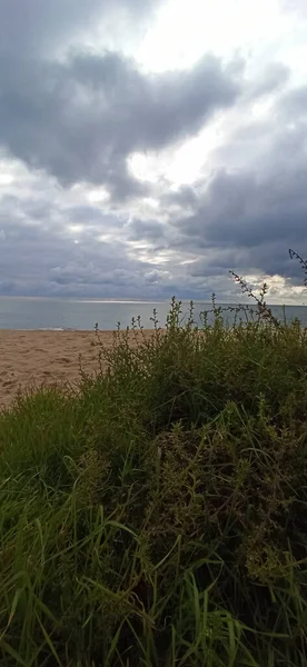 砂のビーチで草や植物の垂直ショットと曇りの日に青い海 — ストック写真