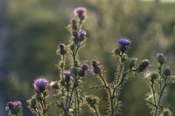 Close Flores Cardo Crescendo Campo — Fotografia de Stock