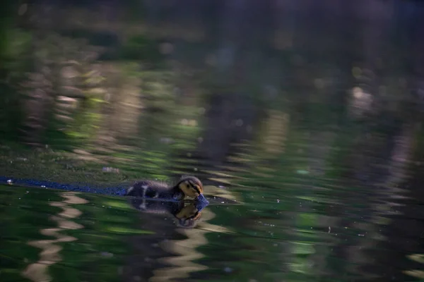 Gros Plan Bel Oiseau Dans Eau — Photo