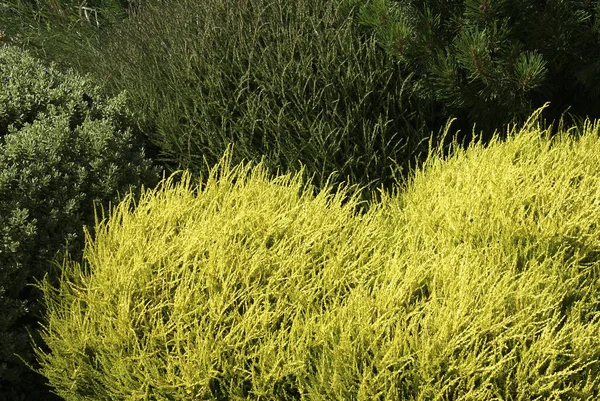 野原の風に吹かれたカルーナ植物の低木のクローズアップショット — ストック写真