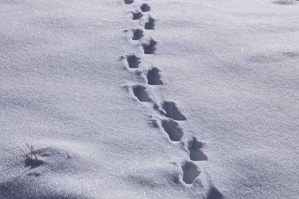 Passos Uma Paisagem Coberta Neve Uma Montanha Áustria — Fotografia de Stock