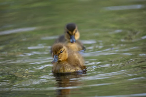 Dos Lindos Goslings Nadando Lago —  Fotos de Stock