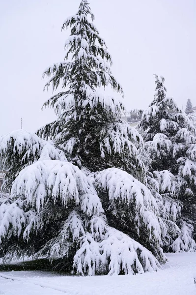 Eine Vertikale Aufnahme Von Schneebedeckten Kiefern Park — Stockfoto