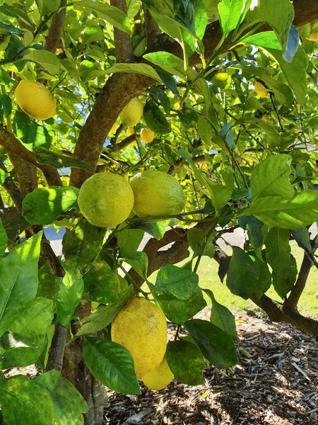 Вертикальний Знімок Нестримних Лимонів Звисають Дереві — стокове фото