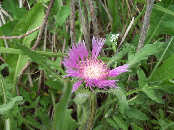 Closeup Shot Purple Thistle Flower Field — Stock Photo, Image