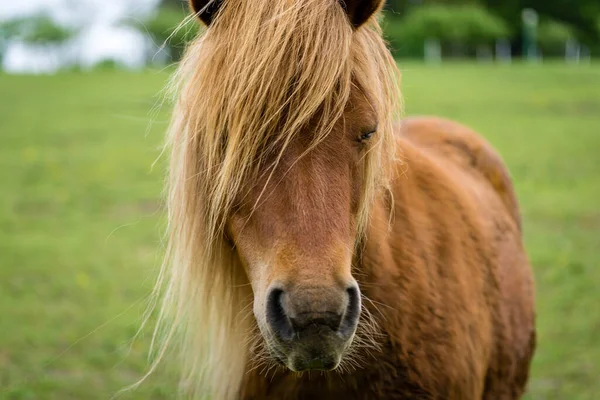 Tiro Foco Seletivo Cavalo Marrom — Fotografia de Stock