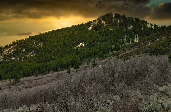 Plan Fascinant Une Belle Forêt Dense Sous Ciel Nuageux — Photo