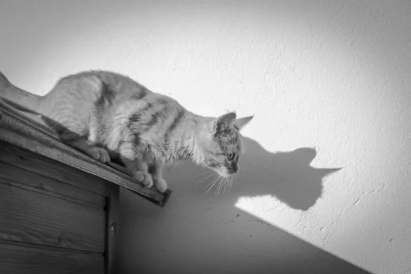 Šedivý Záběr Malého Koťátka Připravujícího Kohoutí Skok Střechy — Stock fotografie
