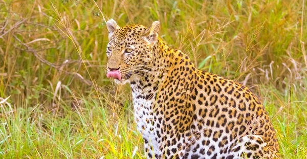 Detailní Záběr Indického Leoparda Poli Pod Slunečním Světlem Rozmazaným Pozadím — Stock fotografie