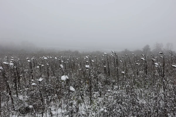 Landscape Sunflowers Field Covered Snow Winter — Stock Photo, Image