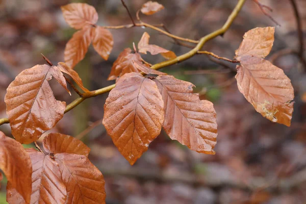Zbliżenie Ujęcie Brązowych Jesiennych Liści Gałęziach Drzewa Lesie — Zdjęcie stockowe