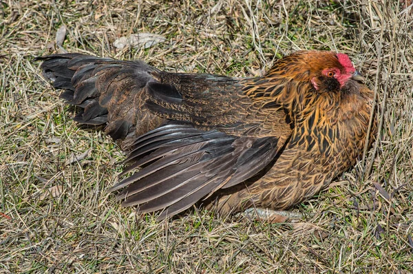 Tiro Close Frango Marrom Descansando Uma Grama — Fotografia de Stock