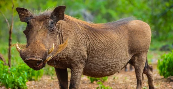 Detailní Záběr Chlupatý Divoký Obyčejný Africký Warthog Lese — Stock fotografie
