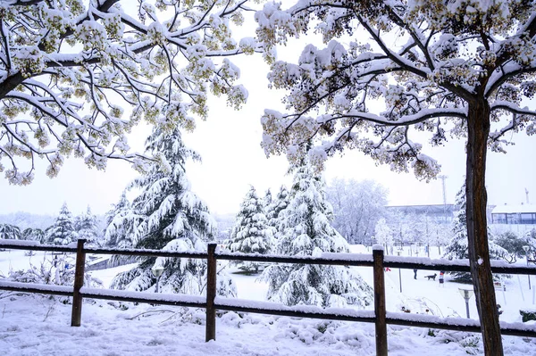 Ένα Χιονισμένο Χειμερινό Τοπίο Αγροτικό Ξύλινο Φράχτη Και Πεύκα Καλυμμένα — Φωτογραφία Αρχείου
