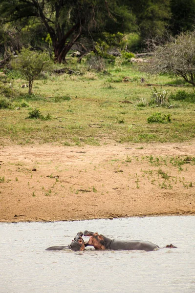 Plan Vertical Deux Hippopotames Communs Combattant Dans Marais — Photo