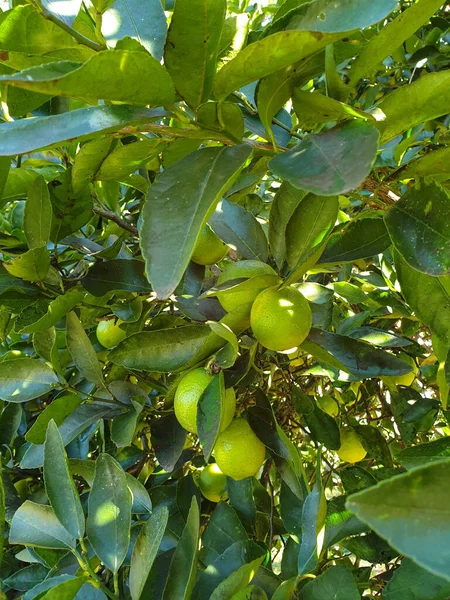 Vertikální Záběr Nezralých Citronů Visících Stromě — Stock fotografie