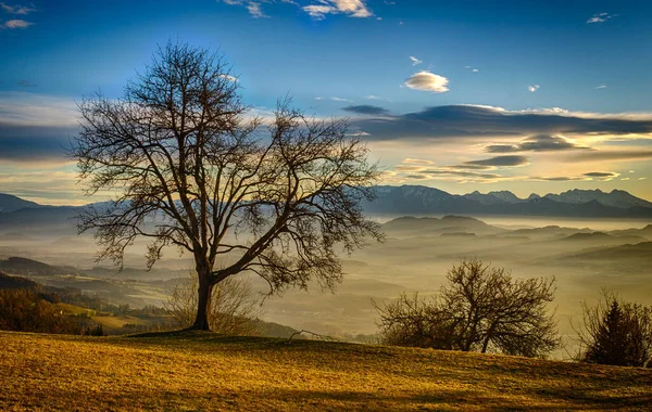 Champ Des Arbres Secs Des Collines Brumeuses Des Nuages Par — Photo